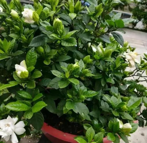 栀子花春天怎么养护