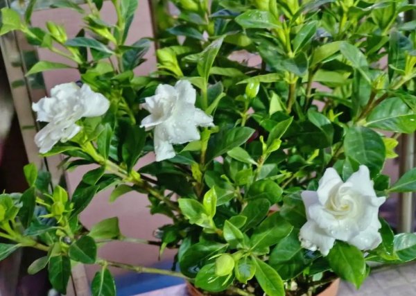 栀子花春天怎么养护