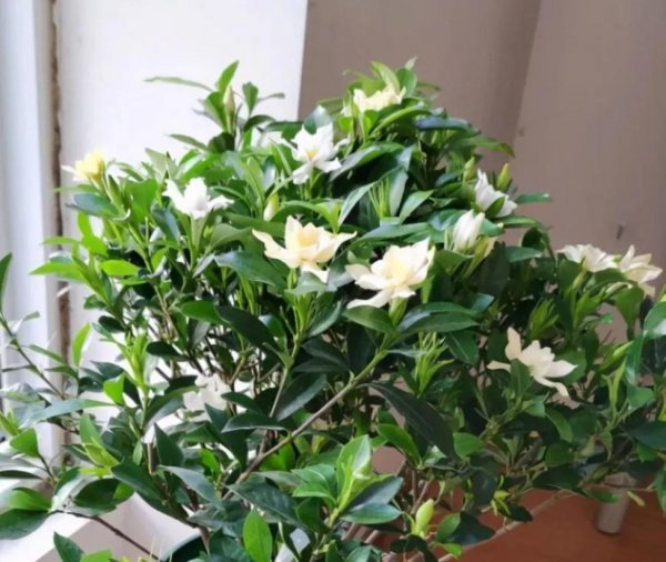 栀子花春天怎么养护