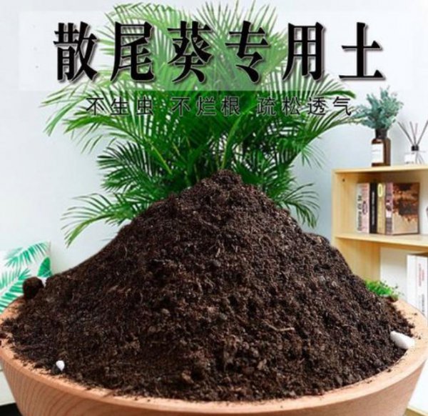 散尾葵适合养在家中的哪些位置