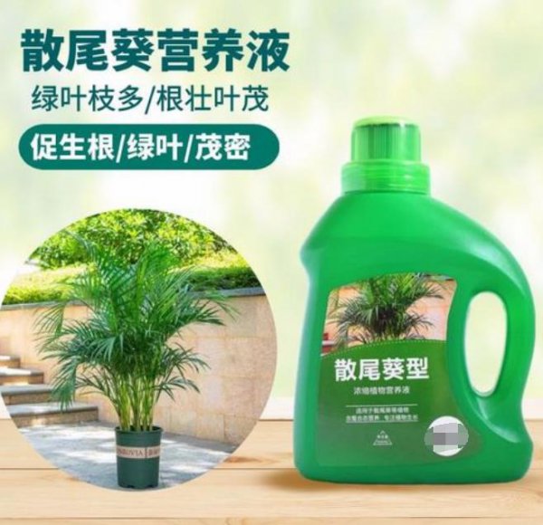 散尾葵适合养在家中的哪些位置