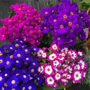 瓜叶菊怎么延长花期 详解瓜叶菊花期正确养护方法