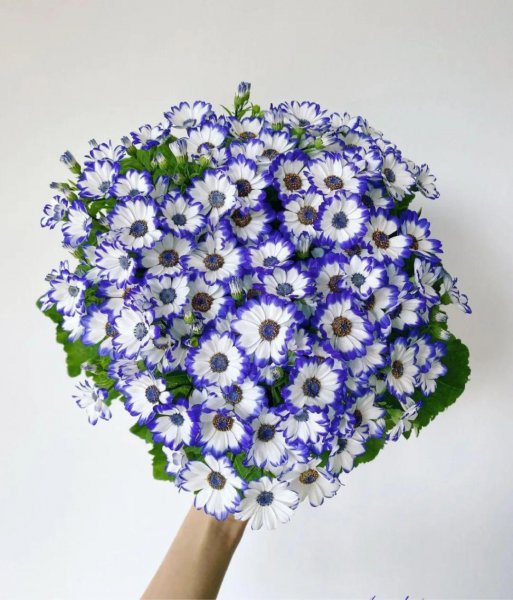 瓜叶菊怎么延长花期