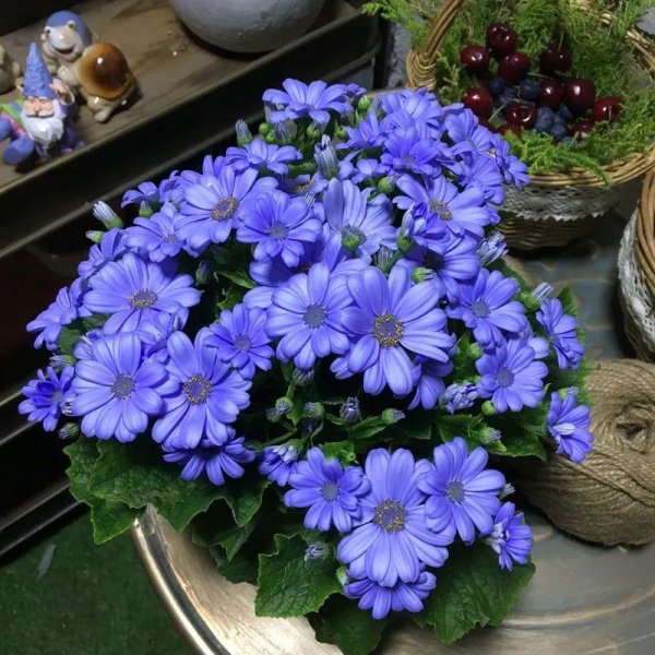 瓜叶菊怎么延长花期
