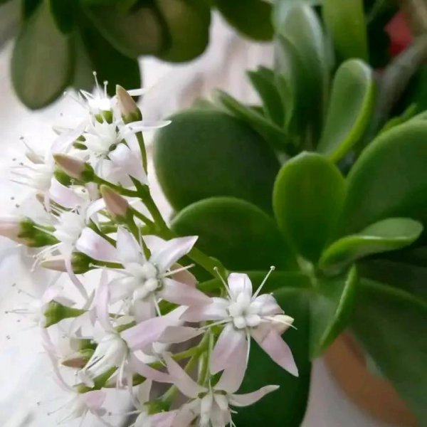 什么植物不容易开花