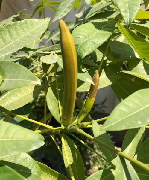 什么植物不容易开花