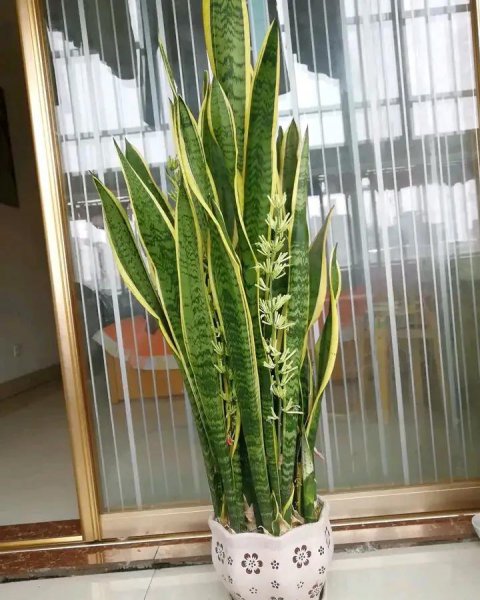什么植物不容易开花