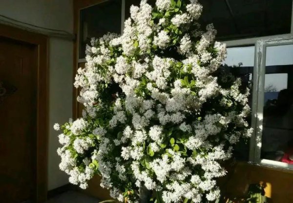 什么植物不容易开花