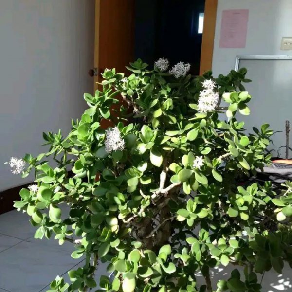 什么植物不容易开花