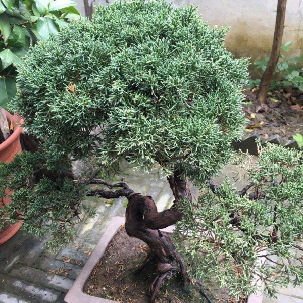 常见的松柏有哪些