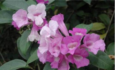 蒜香藤一年开几次花 蒜香藤什么时候开花