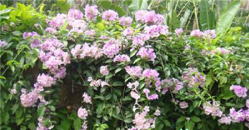 蒜香藤一年开几次花