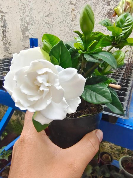 买花、选好和养花避坑指南