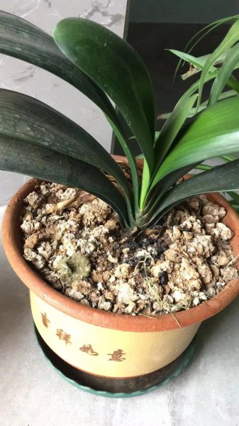 买花、选好和养花避坑指南