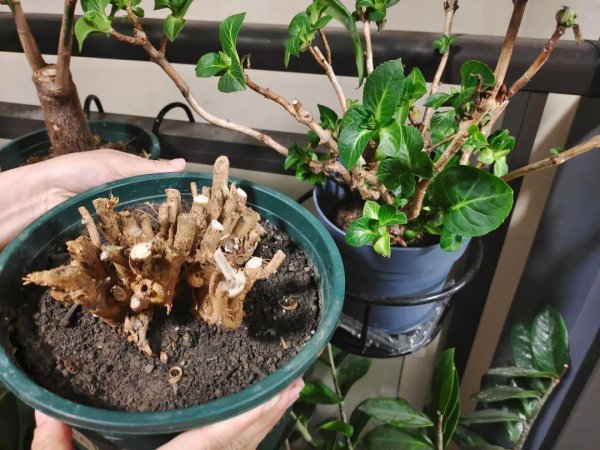 买花、选好和养花避坑指南