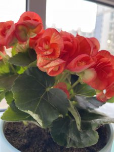 三角梅爱开花的品种有哪些 盘点6种三角梅开花勤品种