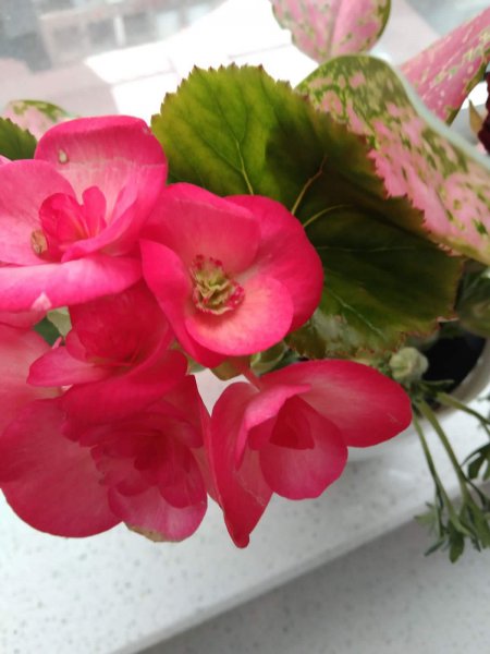 三角梅爱开花的品种有哪些