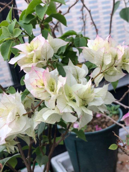 三角梅爱开花的品种有哪些