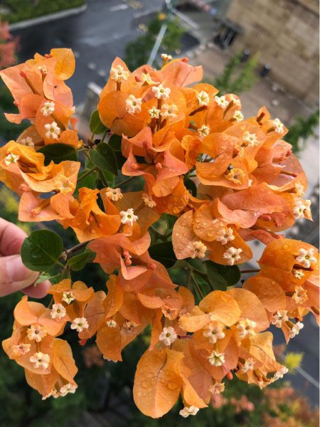三角梅爱开花的品种有哪些