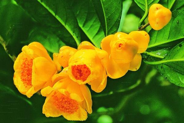 茶花有哪些品种