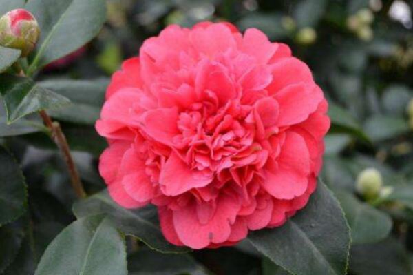 茶花有哪些品种