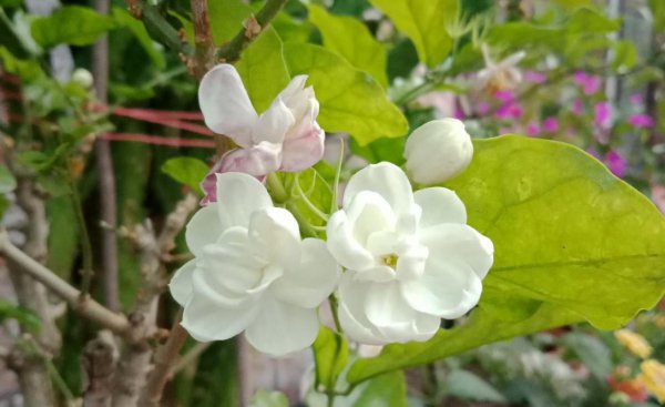 夏天茉莉不开花怎么办