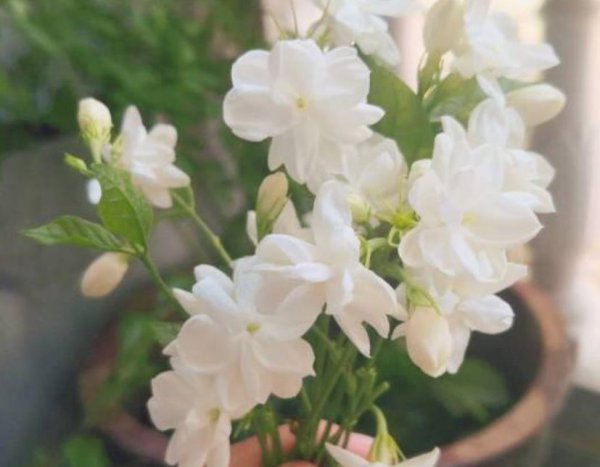 夏天茉莉不开花怎么办