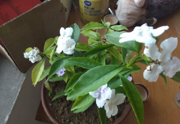 夏天茉莉不开花怎么办