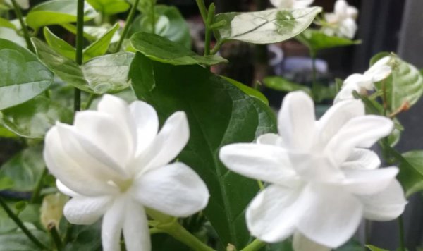 夏天茉莉不开花怎么办