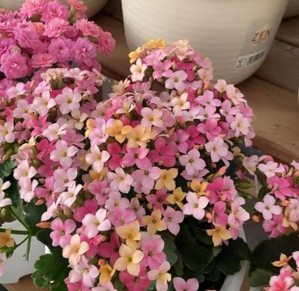哪些花卉最受欢迎