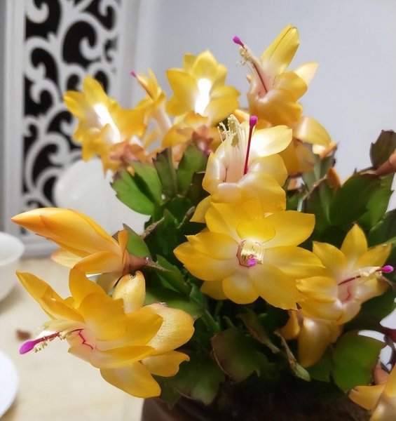 哪些花卉最受欢迎