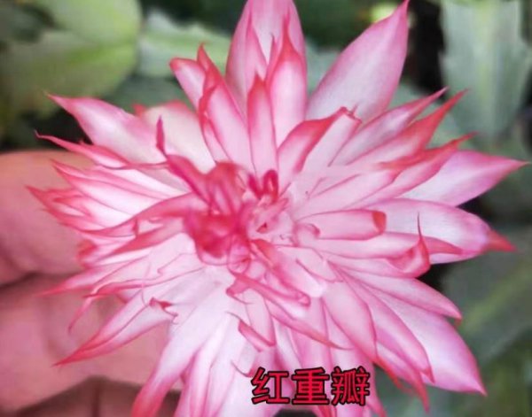 哪些花卉最受欢迎