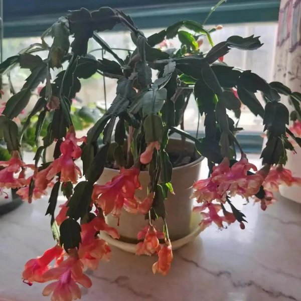 秋天怎么养蟹爪兰