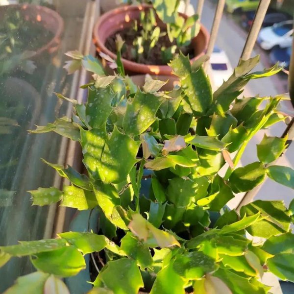 秋天怎么养蟹爪兰
