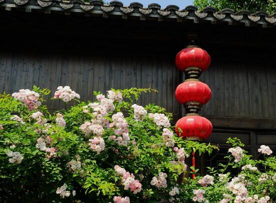 蔷薇花可以吃吗