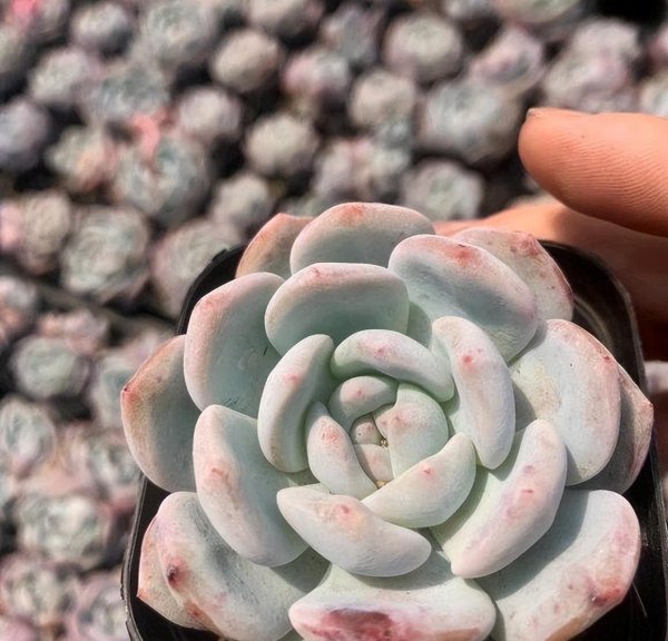 夏天怎么种多肉