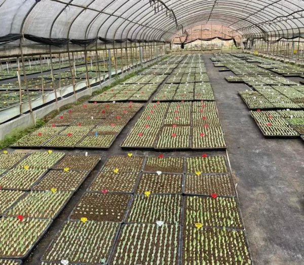 多肉植物都来自哪里