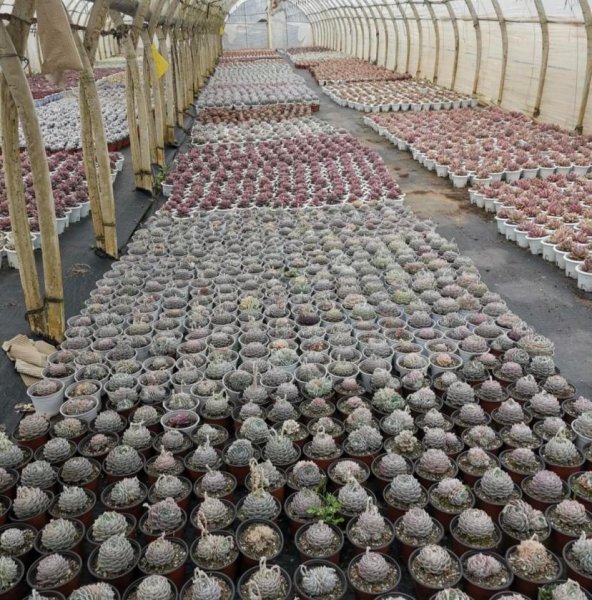多肉植物都来自哪里