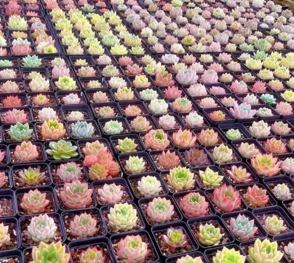 多肉植物都来自哪里