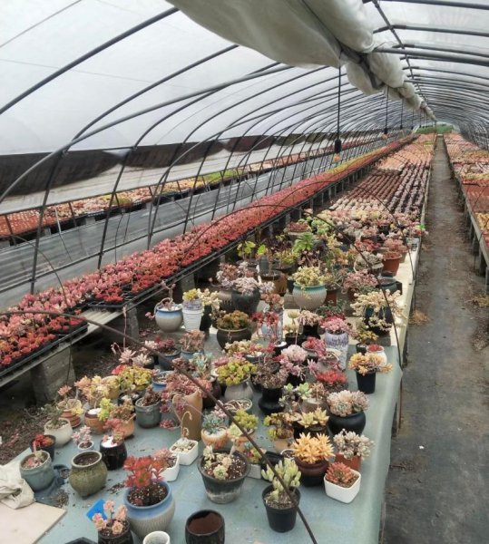 多肉植物都来自哪里