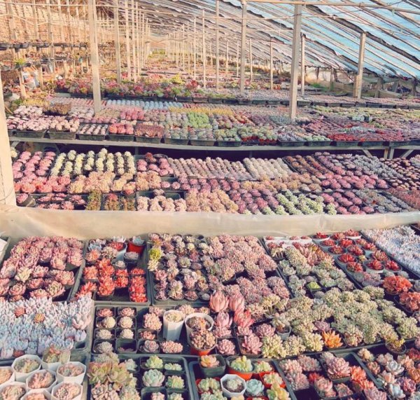 多肉植物都来自哪里