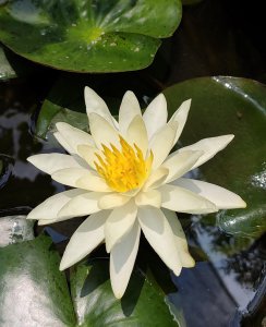 夏天适合养哪些品种的莲花 3种适合夏季水培的莲花品种推荐