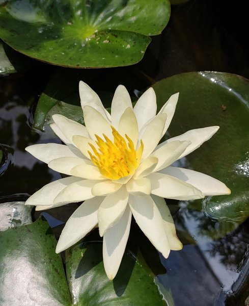 夏天适合养哪些品种的莲花