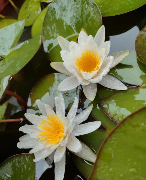 夏天适合养哪些品种的莲花
