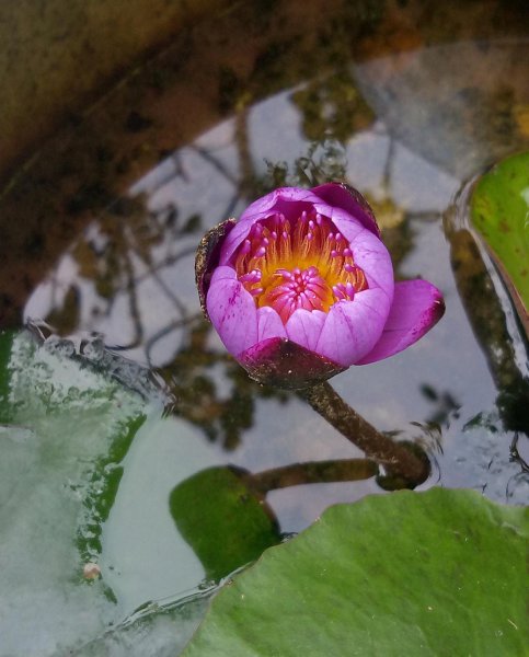 夏天适合养哪些品种的莲花