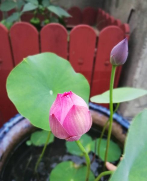 夏天适合养哪些品种的莲花