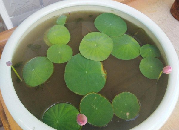 夏天适合养哪些品种的莲花