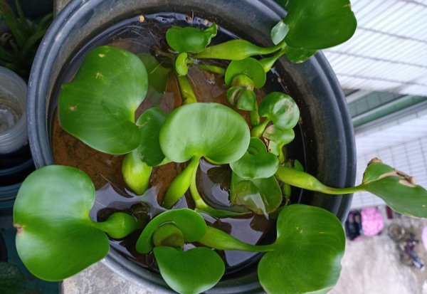 夏天适合养哪些品种的莲花