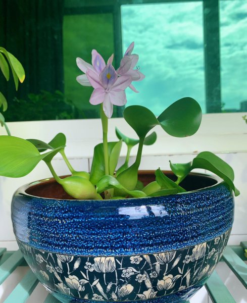夏天适合养哪些品种的莲花