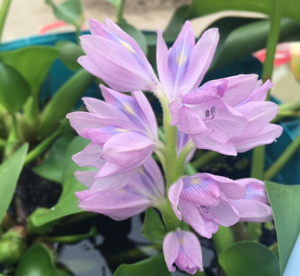 夏天适合养哪些品种的莲花